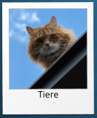 Tiere