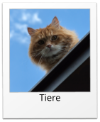 Tiere